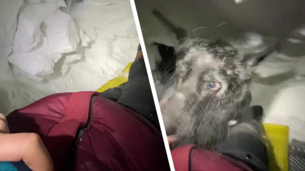 Even meekijken met een indrukwekkende training van een lawinehond