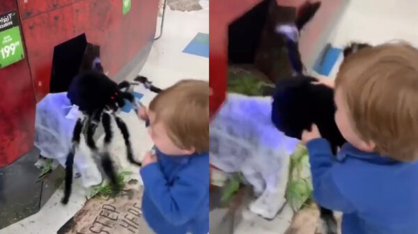 Koter laat ook tijdens Halloween niet met zich fokken