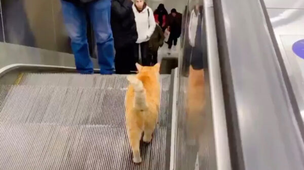 Katten schijnen best slimme beesten te zijn, maar deze video laat iets anders zien