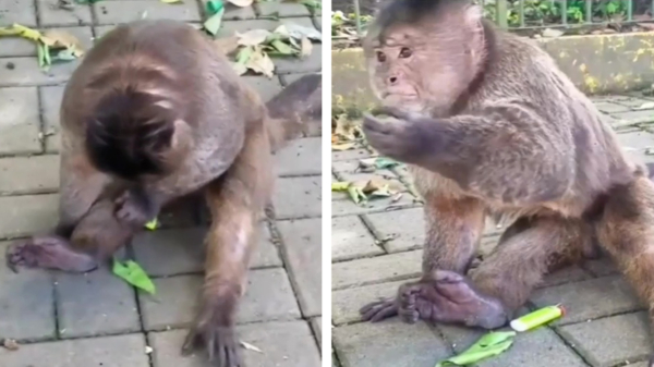 Waarom je je aansteker beter bij apen uit de buurt kunt houden