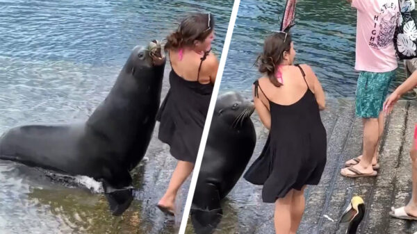 Ga jij anders even leuk op de foto met een zeeleeuw