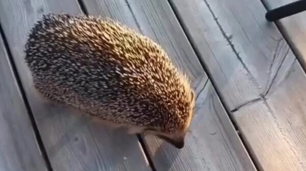 Ach kijk nou toch wat een schattig egeltjAAARRRRGGGHHHHH