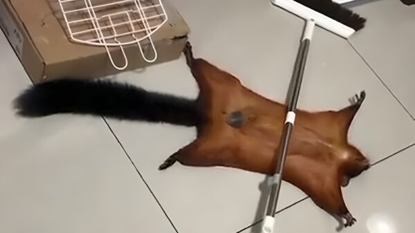 Sluwe eekhoorn doet alsof hij zwaargewond is