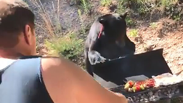 Redneck laat zich niet het vlees van de BBQ eten!