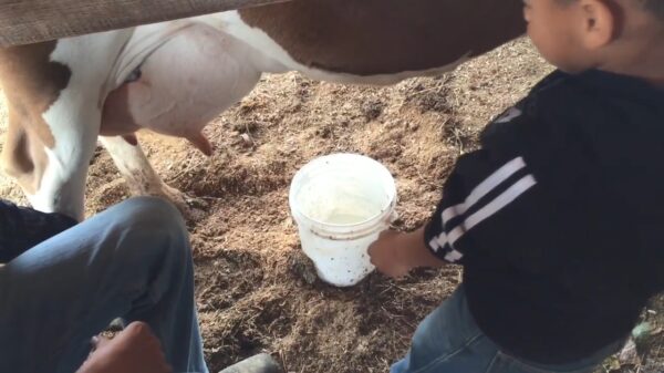 Koter mag voor het eerst een koe melken maar hij vindt het ietwat ongepast