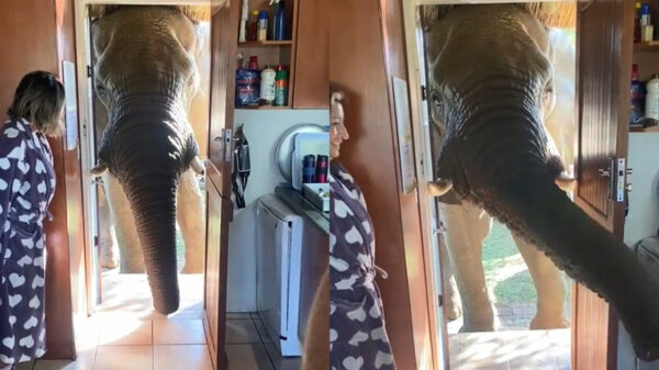 Goedemorgen buurvrouw, heeft u misschien een kopje suiker voor mij?