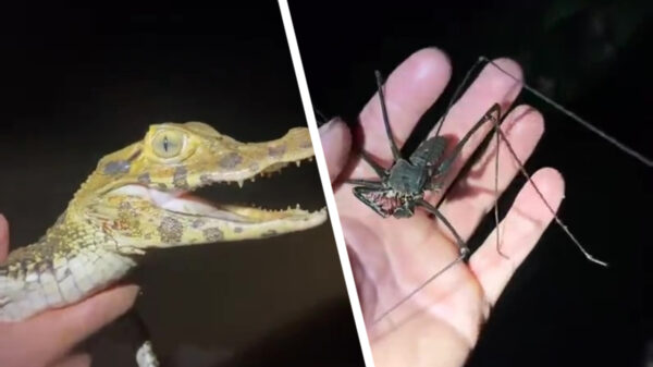 Mafkees gaat in de jungle voor de Darwin award