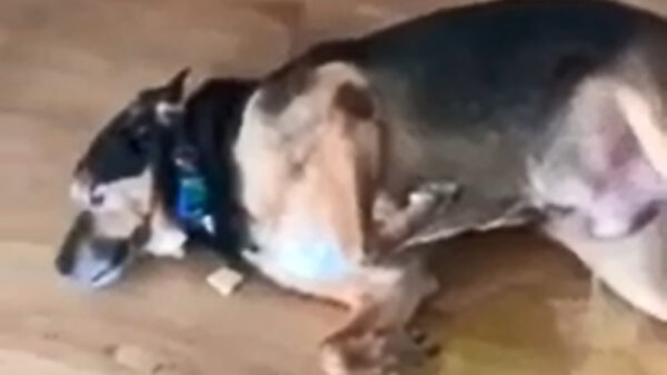 Help, mijn hond heeft last van buitensporig bedplassen