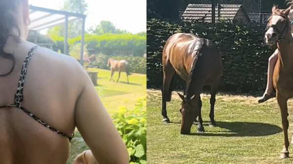 Andy van der Meijde filmt mooi paardje zoals alleen Andy dat kan doen