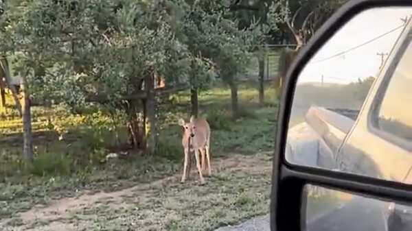 Bambi werkt op zijn gemak een slangetje naar binnen
