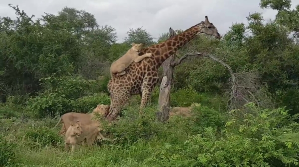 Giraffe weigert in Kruger Park als leeuwenvoer te eindigen