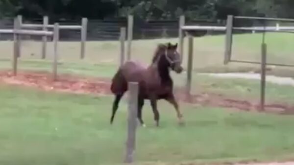 Paard heeft vandaag een zeer bijzondere afsprong