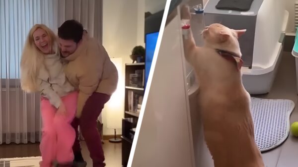 Heerlijke randomness in een nieuwe Coubcompilatie (171)