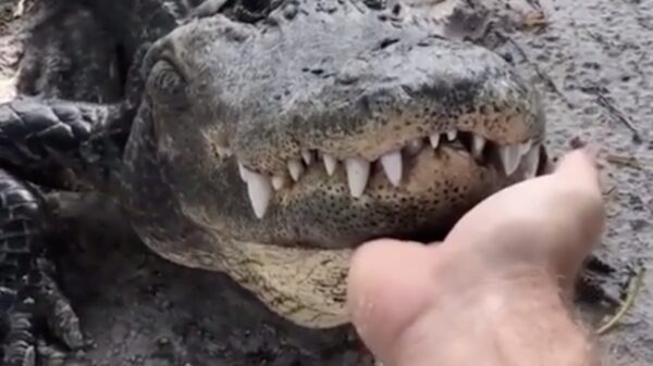 Alles is een huisdier: Fikkie is enigszins geïrriteerd