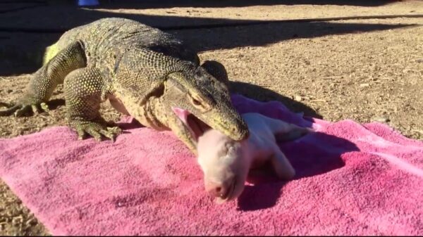 Joekel van een varaan werkt een lekker varkentje naar binnen
