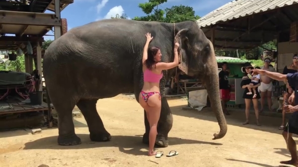 Bikinichick maakt een verfrissend ritje op een olifant