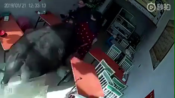 Agressieve stier beukt restaurant in China aan puin