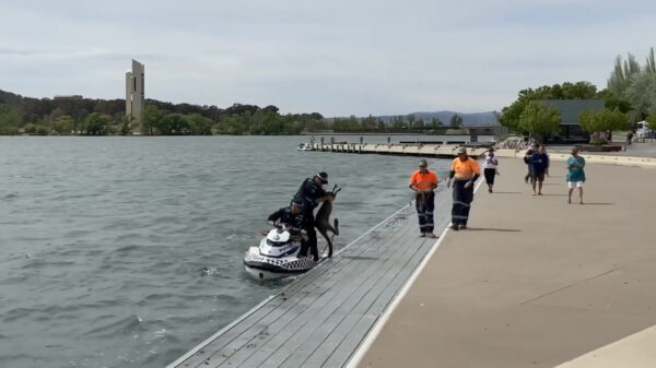 Politie kan na uit het water redden van kangoeroe weer helemaal opnieuw beginnen