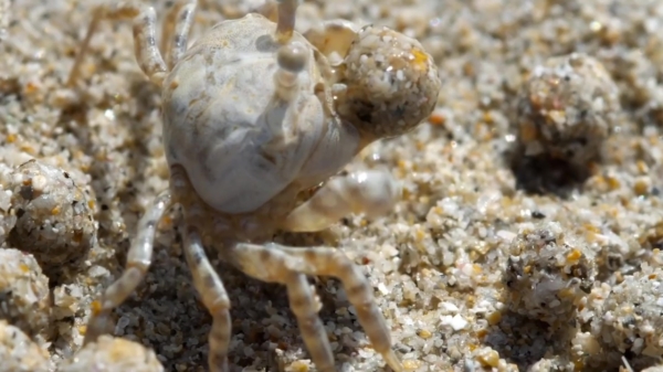 De Sand Bubbler Crab is gewoon heel erg gek op ballen