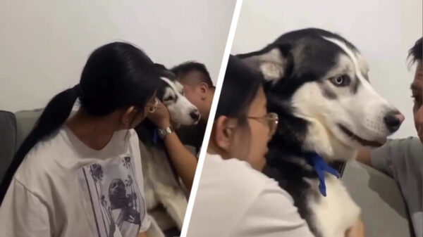 Als je hond een hele duidelijke voorkeur heeft