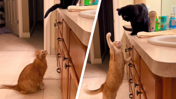 Net wanneer ze haar wc-eend wil voeren wordt ze weer eens gestoord