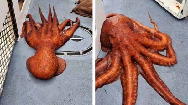 Vissers maken kennis met een buitenaards lijkende mega-octopus