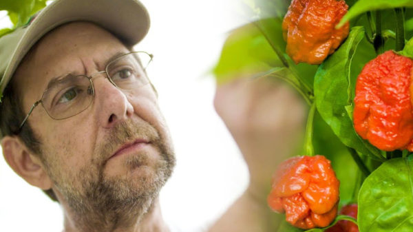Deze sadist is de uitvinder van de extreemste peper ter wereld: de Carolina Reaper