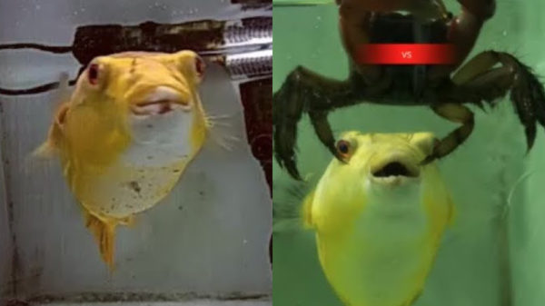 Hongerige vis vreet werkelijk alles