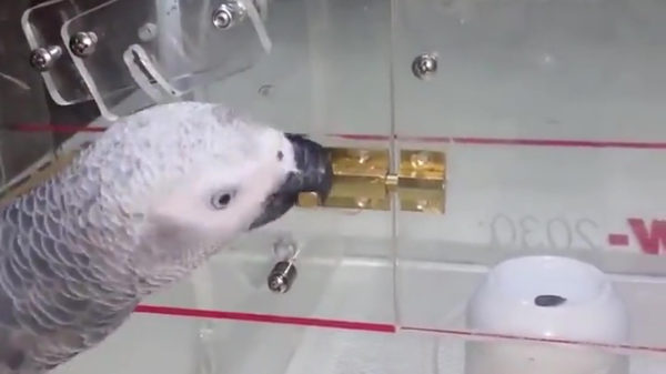 Papegaai blijkt een ware Houdini te zijn