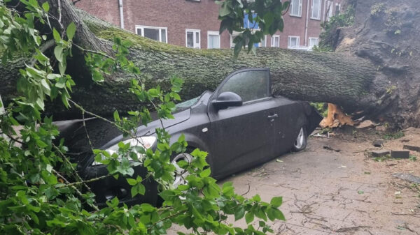 Meerdere auto's volledig in puin in Velsen nadat boom dankzij storm Poly omvalt
