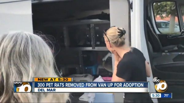 Rattenvanger van Hamelen wordt gevonden met meer dan 300 ratten in kapot busje