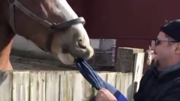 Paard ziet een lekkere snack