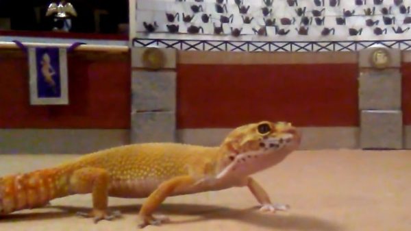 Hobby Bob bouwt een Gladiator Arena om krekels aan zijn gekko te voeren