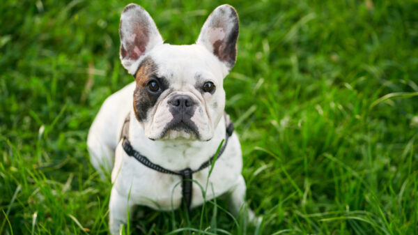 Protip: laat je honden nooit alleen met een tuinslang