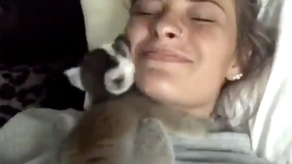 Opeens heb je het: je wil ook een ringstaartmaki als huisdier