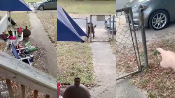 Schattige chocoladebruine hond is niet de meest snuggere viervoeter