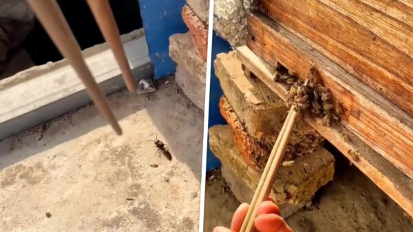 Dit is absoluut de meest Aziatische manier om wespen te verjagen