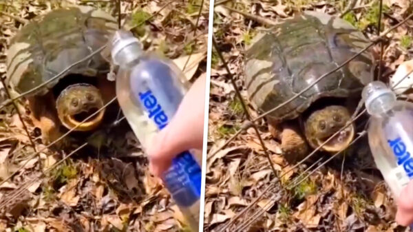 Zie je nou wel dat een dorstige 'snapping turtle' helemaal niet agressief is!