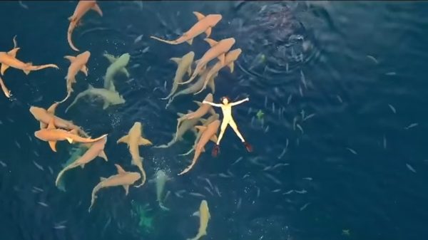 Goedemorgen: tijd om even lekker tussen de haaien te dobberen