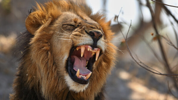 Die keer dat een dronken Indiër besloot om in de Delhi Zoo de leeuwenkooi in te gaan