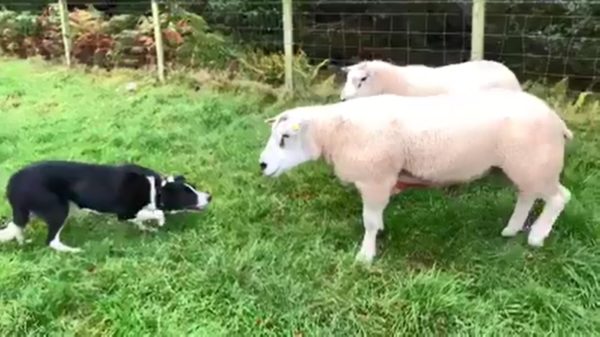 Herdershond laat een paar badass schapen zien wie de baas is