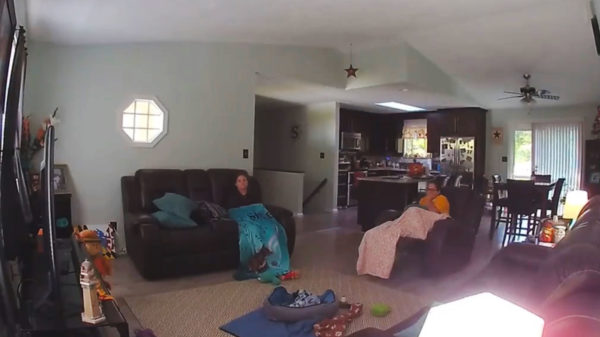 Tijdens het tv-kijken wel eens een omgevallen boom in je huiskamer gehad?