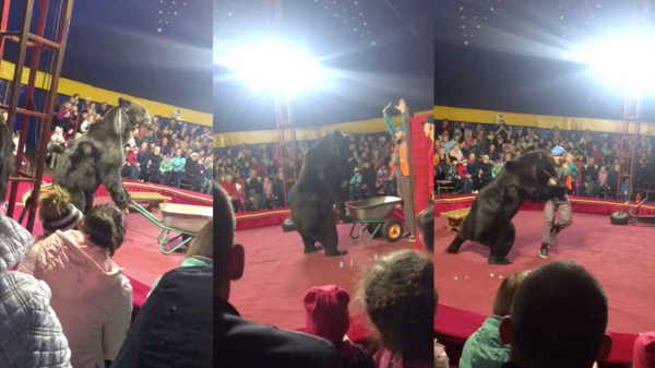 Russische circusbeer is he-le-maal klaar met zijn kruiwagen-act en slaat flink van zich af