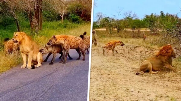 Leeuwin wordt gered van een jagend groepje hongerige hyena's