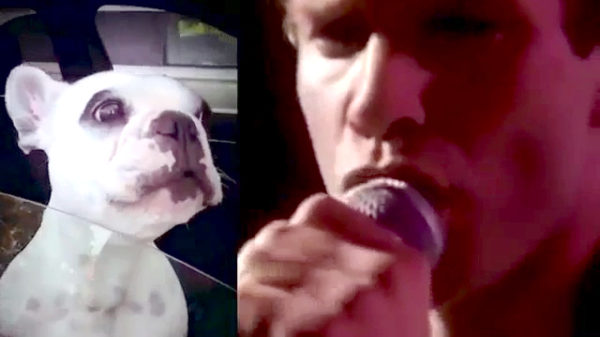 Sting doet vandaag een duet met Walter Geoffrey, de Franse Bulldog