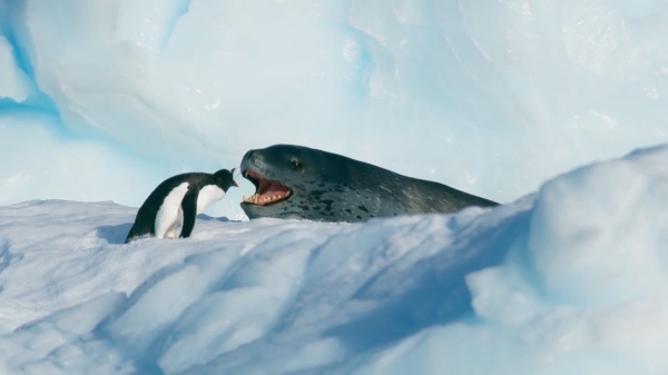 Pinguïn vecht voor zijn leven als hij wordt achtervolgd door een gigantische zeeluipaard