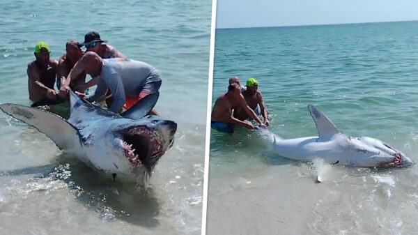 Strandgangers redden haai met gevaar voor eigen leven in Pensacola