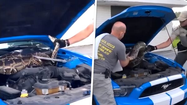 Man uit Florida vindt een gigantische python onder zijn motorkap