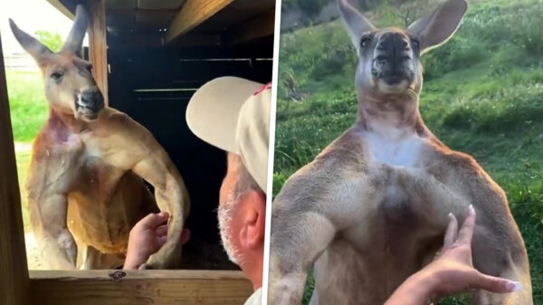 Het bewijs dat kangoeroes in het echt doodeng zijn