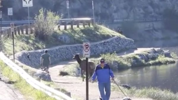 Raarrr: achtervolgd worden door een eland tijdens je "middag run"